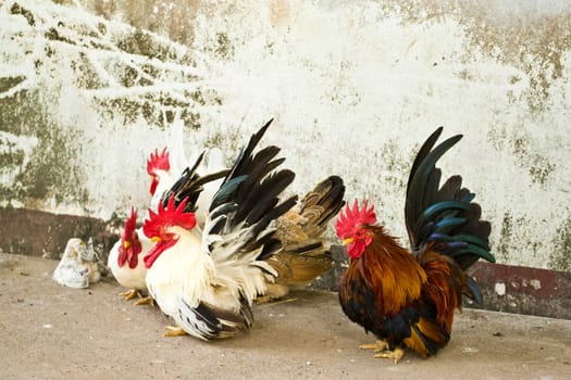 Male bantam chickens low Within a herd