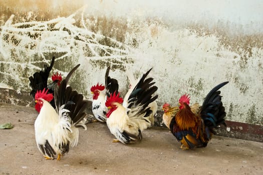 Male bantam chickens low Within a herd