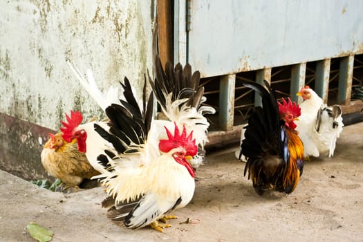 Male bantam chickens low Within a herd