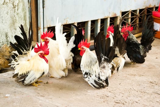 Male bantam chickens low Within a herd