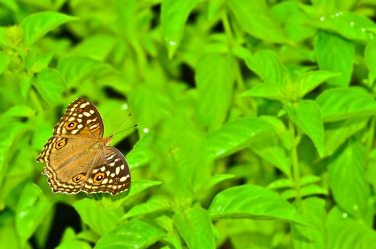 Butterfly eating from white flower of basil