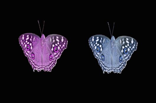 Multi colored butterfly on black background