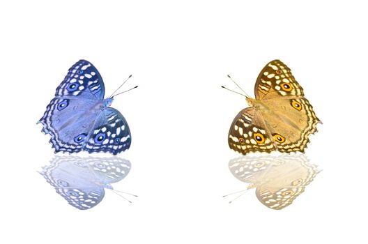 Multi colored butterfly and reflection