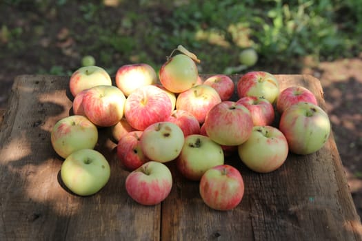 ripe red apples in autumn sunny day