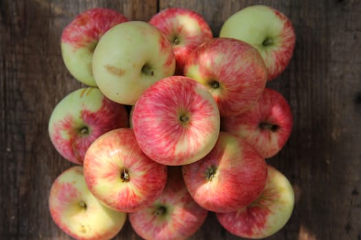 ripe red apples in autumn sunny day