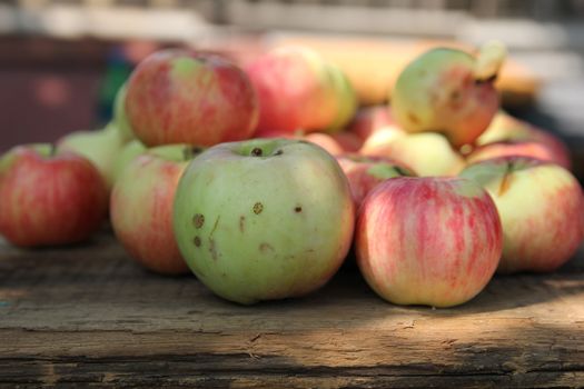 ripe red apples in autumn sunny day