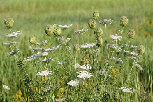white flower meadow summer landscape