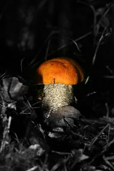 bolete on green grass background