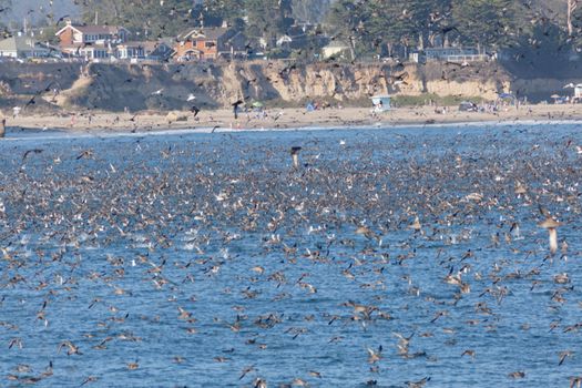 SANTA CRUZ, CA, USA - SEPTEMBER 5: Thousands of birds feeding on on sardines and anchovies September 5, 2011 in Santa Cruz, CA, USA
