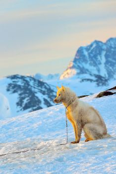 greenland dog and sunset in spring time