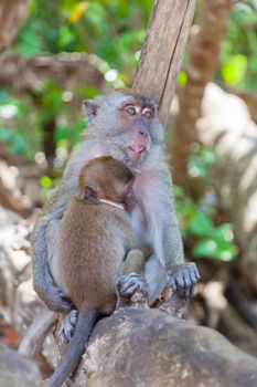 Family of monkeys sits on the rock