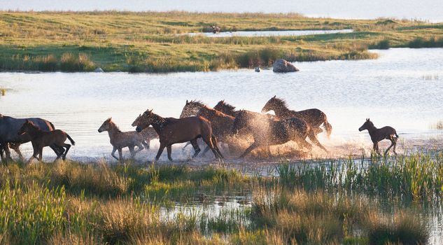 Herd of horses on a summer pasture. Elbrus, Caucasus, Karachay-Cherkessia