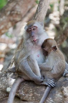 Family of monkeys sits on the rock