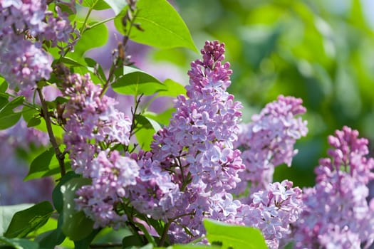 Branch of a pink lilac waves on a wind