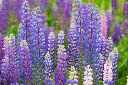 Blossoming lupines close up