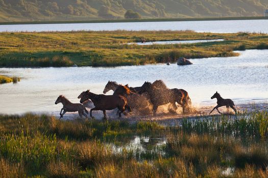 Herd of horses on a summer pasture. Elbrus, Caucasus, Karachay-Cherkessia