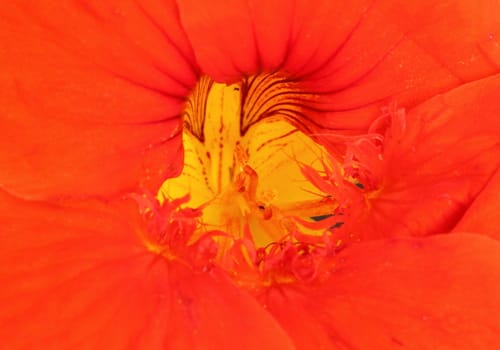 Nasturtium