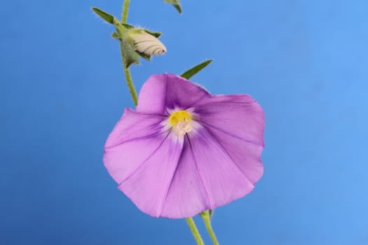 Convolvulus on a blue background