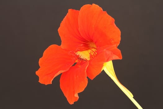 Nasturtium on a black background