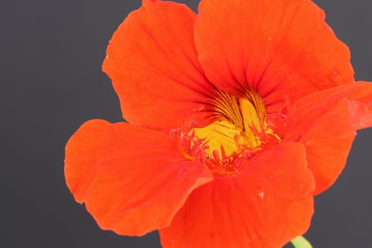 Nasturtium