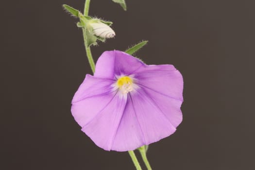 Convolvulus