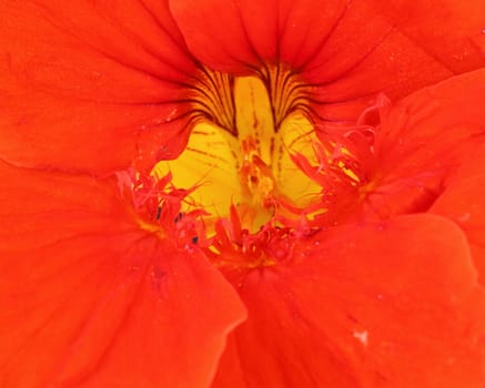 Nasturtium