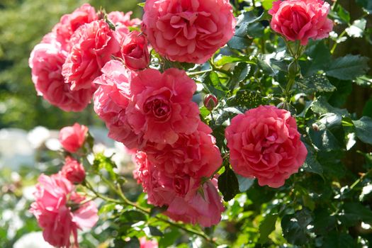 Beautiful blooming pink roses in a garden in front of a house                               