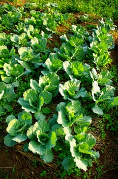 Fresh vegetable on ground with morning light