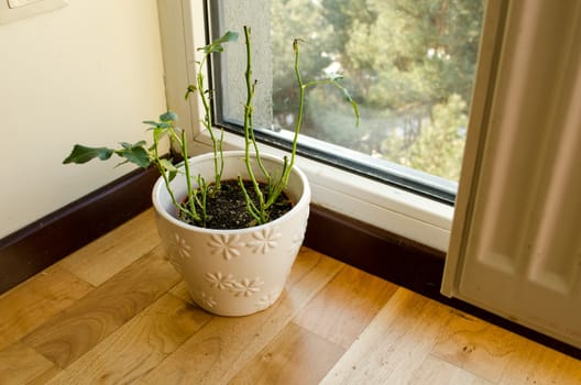 ceramic white ornamented pot planted rose plant