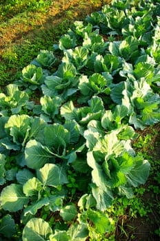 Fresh vegetable on ground with morning light