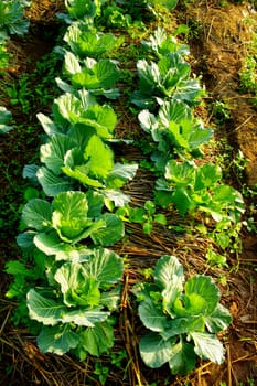 Fresh vegetable on ground with morning light