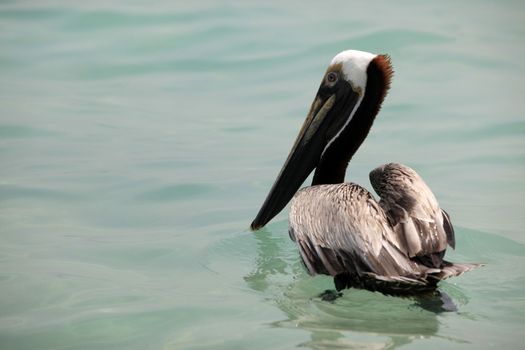 Immature Brown Pelican (Pelecanus occidentalis) preparing to take flight from the ocean - Miami Beach, Florida