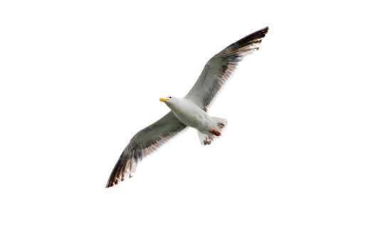 Flying seagull with wings spread open against a white background