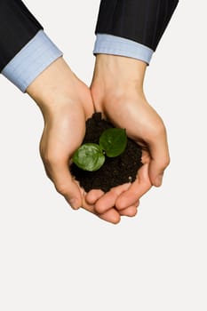 Close up of businessman hands with sprout in palms