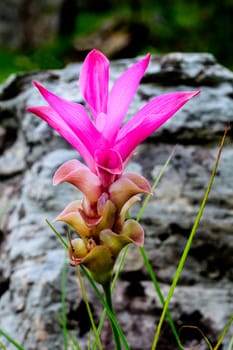 Siam tulip flower in the field