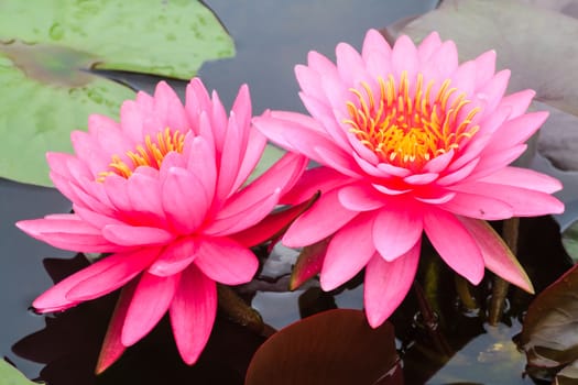 Pink water lily in a pond