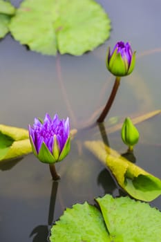 Purple water lily in a pond