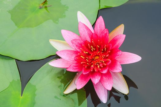 Red water lily