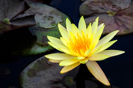 Yellow water lily