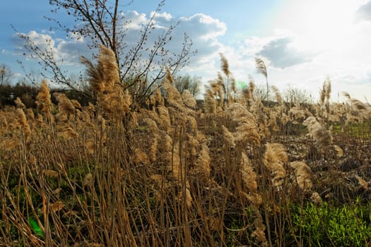 Reed in cloudy bright weather, the wind