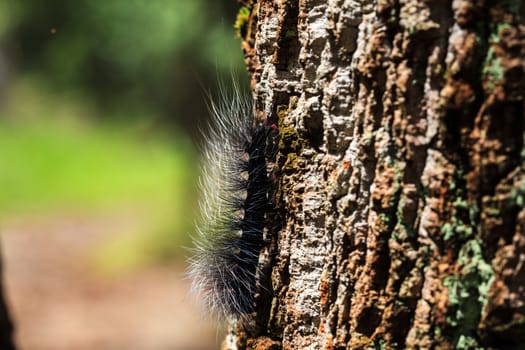 Black caterpillar on a tree