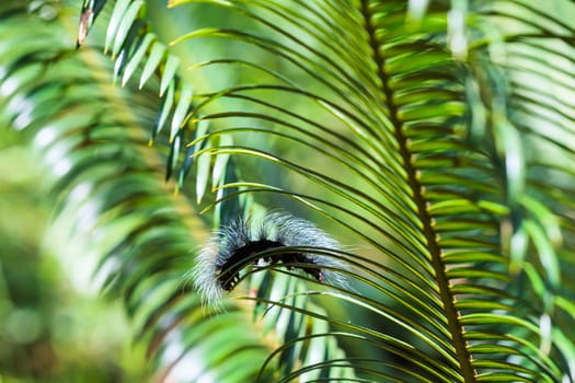 Caterpillar crawling on a tree