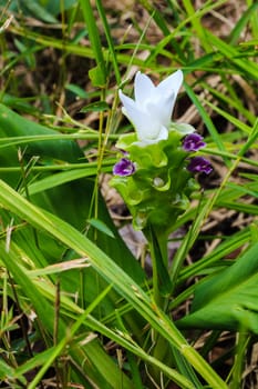 White siam tulip at chaiyaphum province, thailand