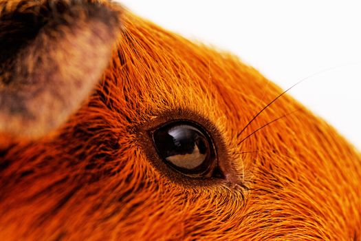 guinea pig head close-up (macro)