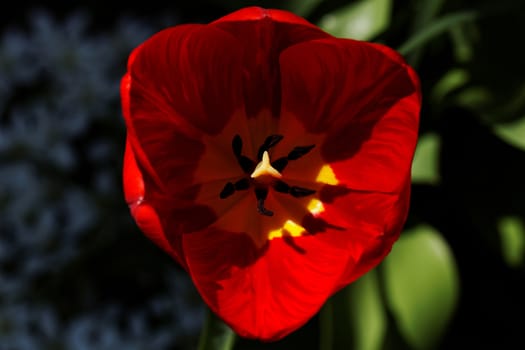 close up of yellow tulips with yellow edges on green background