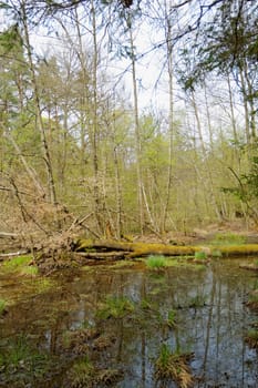 small lake in middle of the forrest