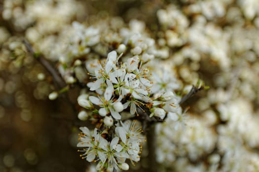 white blossom of the tree