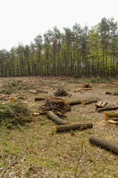 industrial deforestation and logging