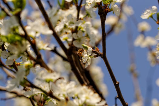 blossom tree with a bee pollination