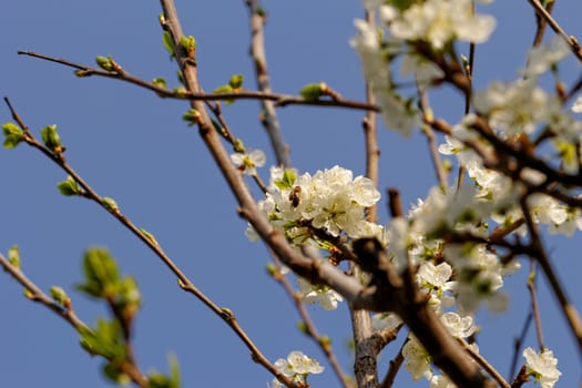 blossom tree with a bee pollination